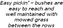 Easy pickin’ – bushes are easy to reach and  well maintained with  mowed grass between the rows