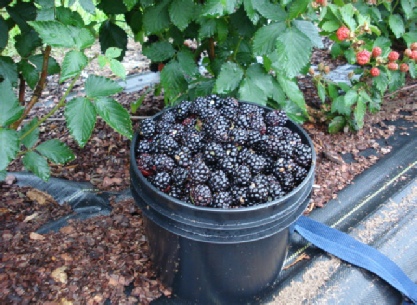 Thornless Blackberries