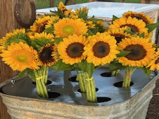 Sunflowers