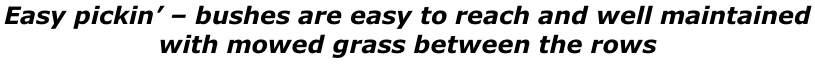 Easy pickin’ – bushes are easy to reach and well maintained  with mowed grass between the rows